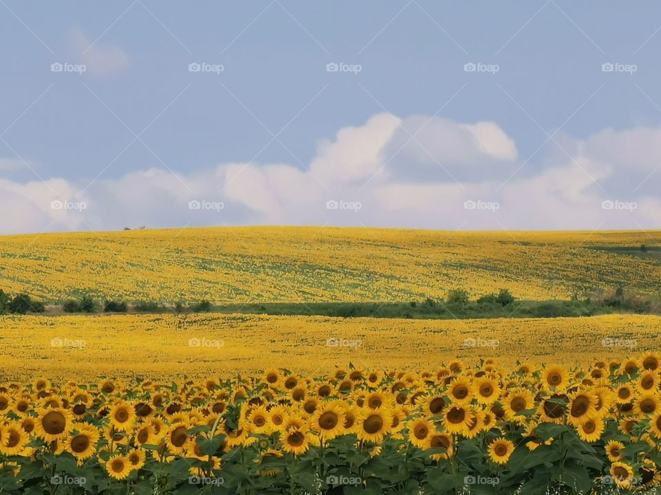 Sunflower field