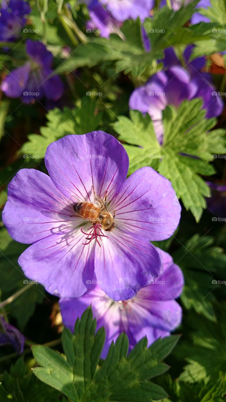 Bee on a flower