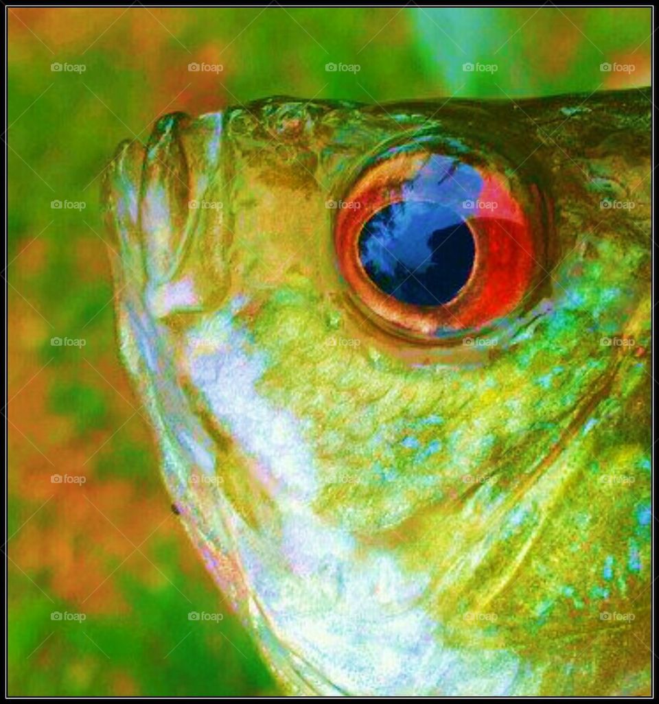 Somethings Fishy