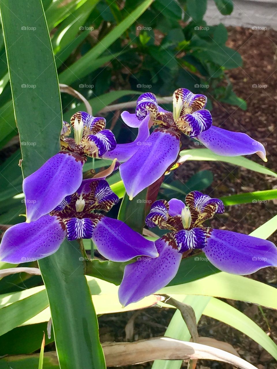 Purple irises 