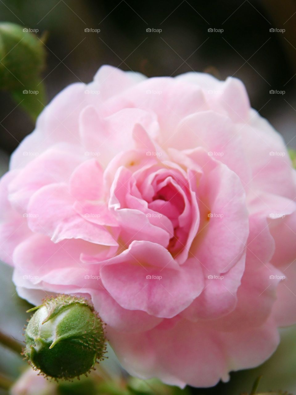 The beautiful rose