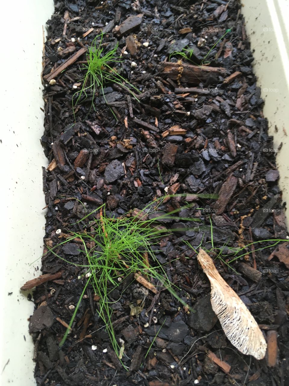 Pampas grass coming up nicely soon will be able to transplant in the ground! Will be great borders.