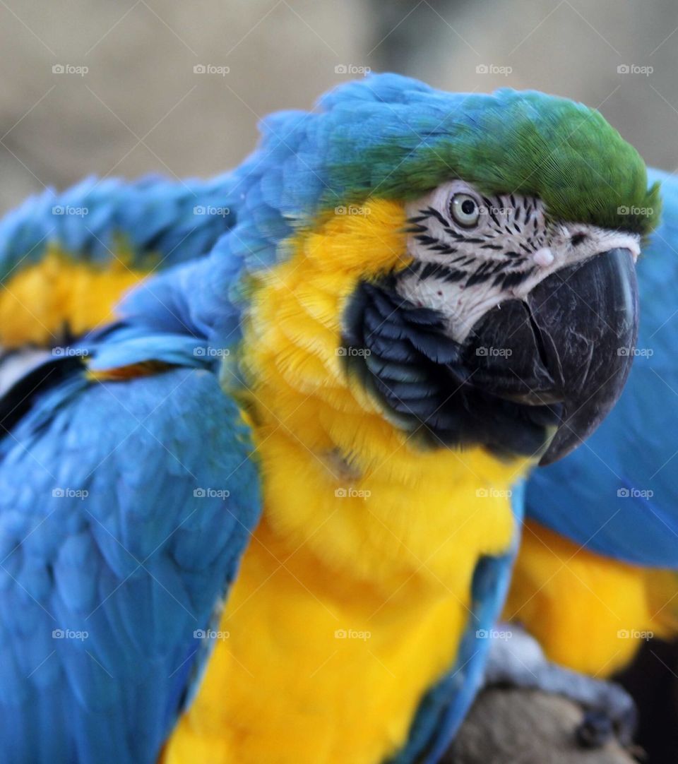 Blue and gold Macaw