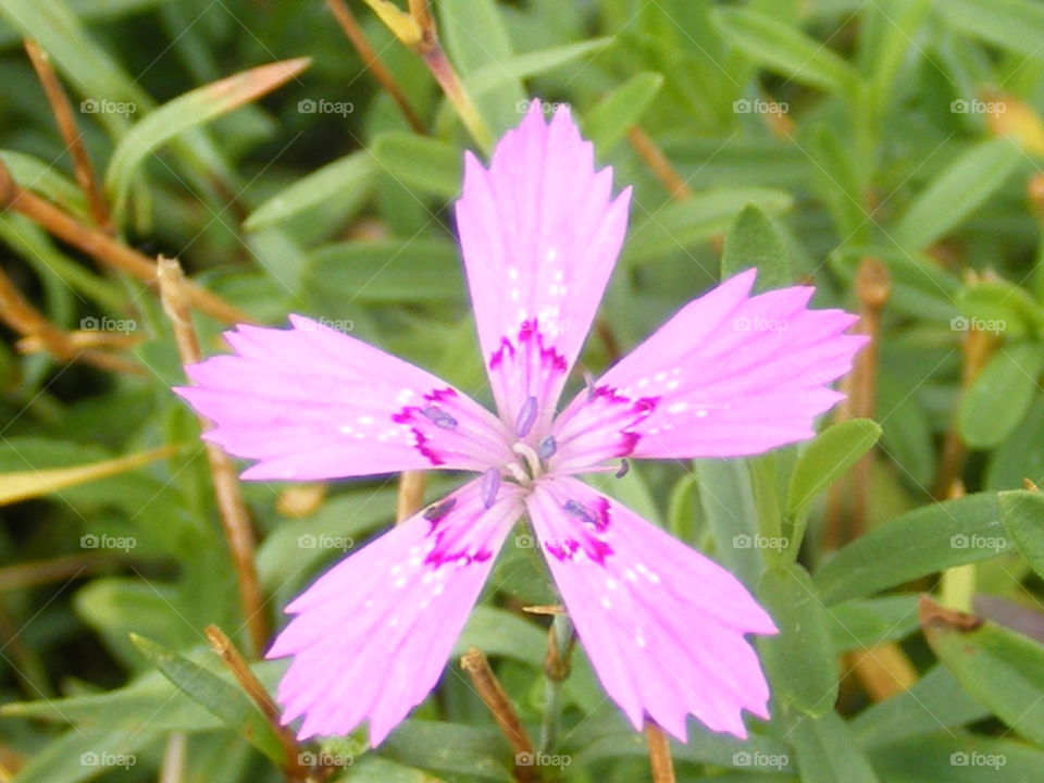 Five pink flower petals