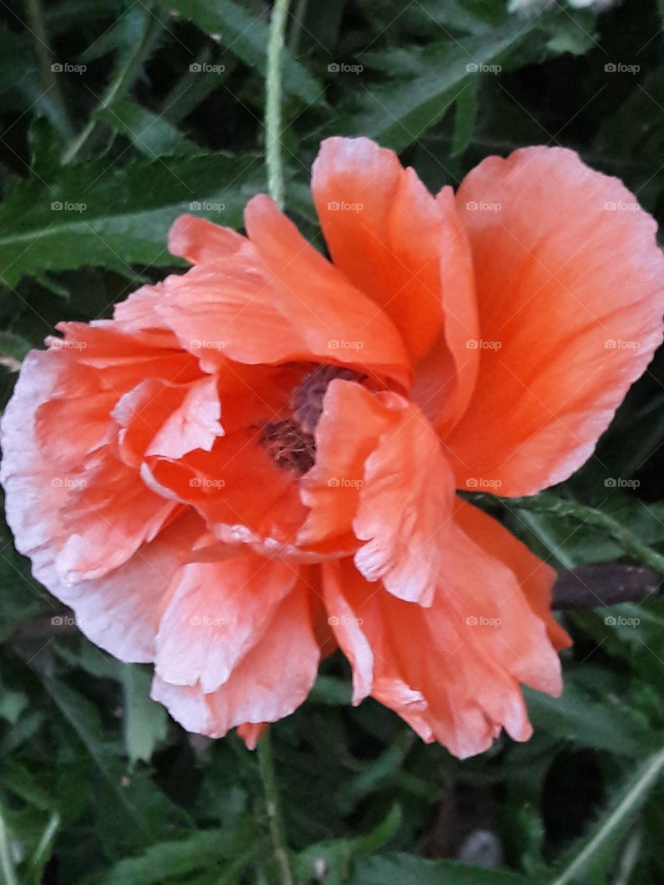 High angle view of orange flower