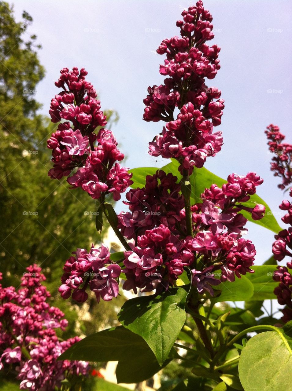 flowers garden lilac blossoms by bj