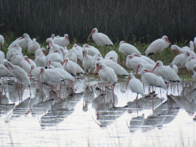 Flock of Ibis
