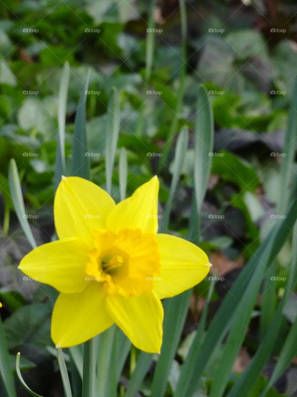 One flower of wild daffodil