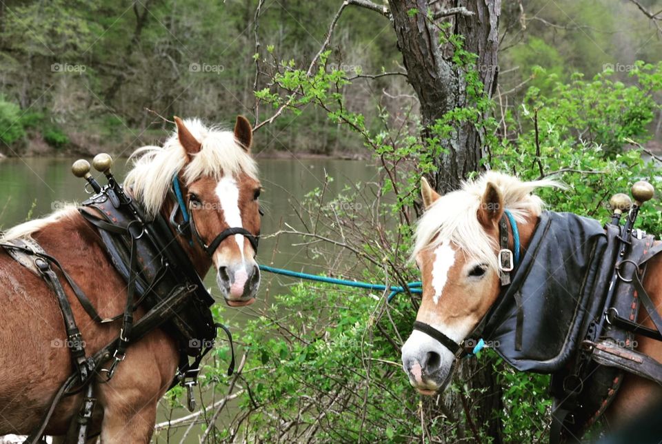 Two horses chilling