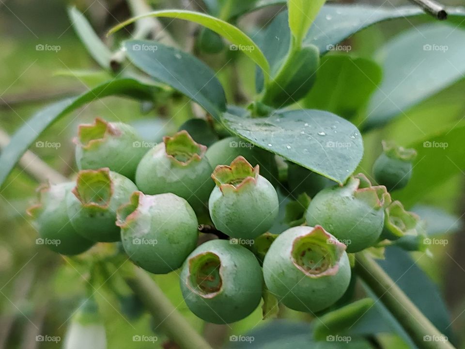 Cluster of unripe blueberries on a blueberry bush