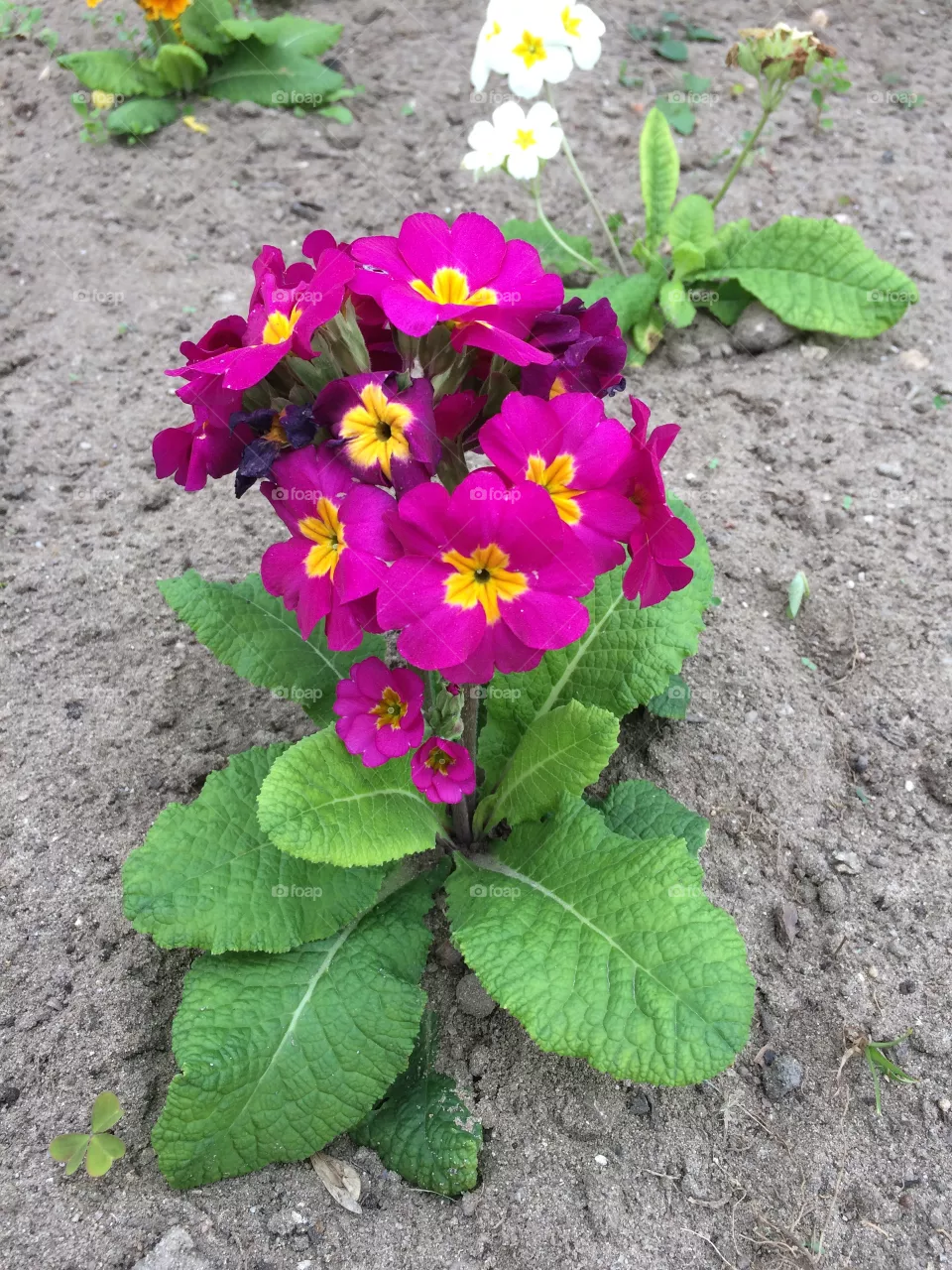 Flowers.
