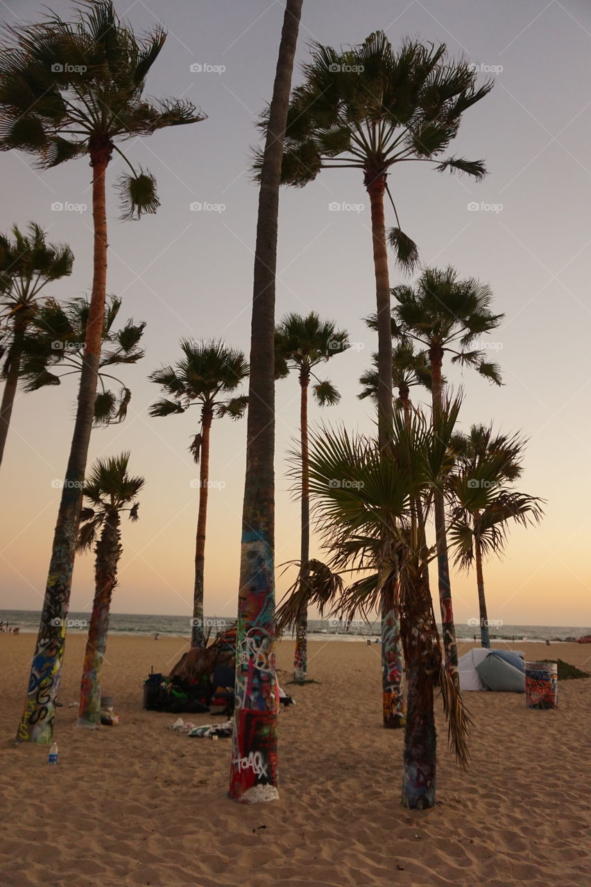 painted palms at venice beach