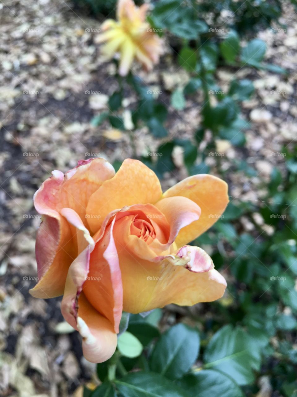 Single orange rose in rose garden 