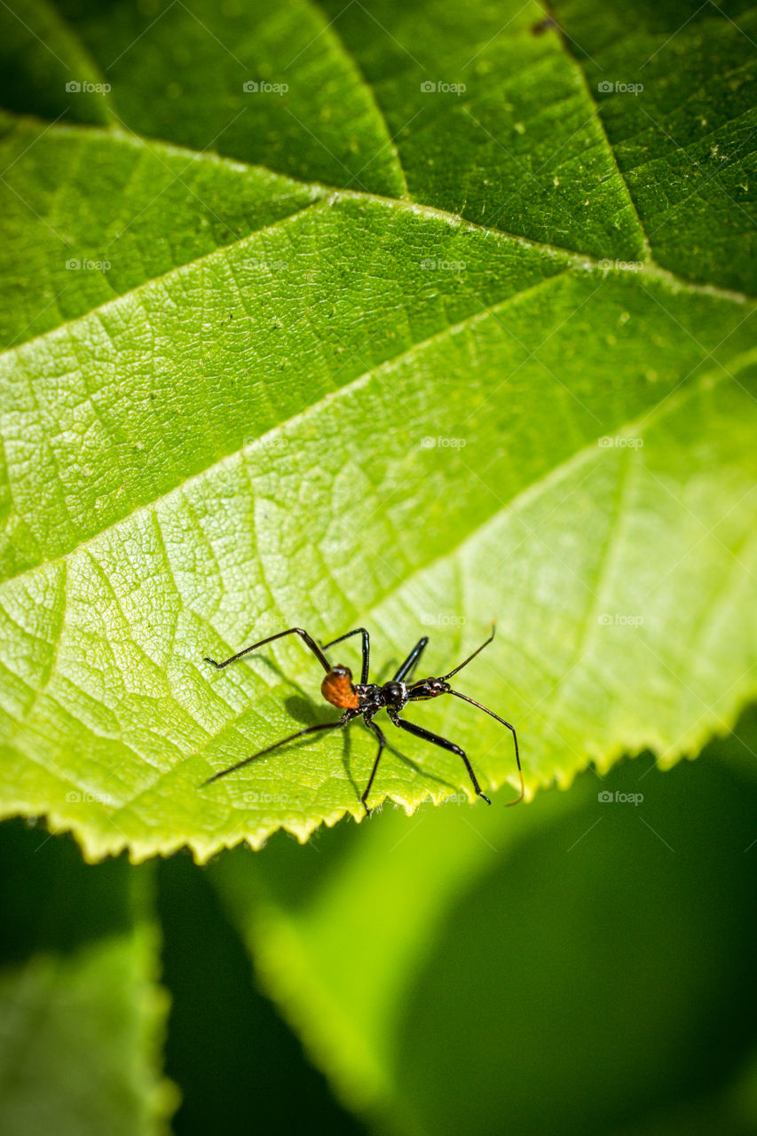 Assassin Bug Nymph Insect Close Up on a Leaf 2