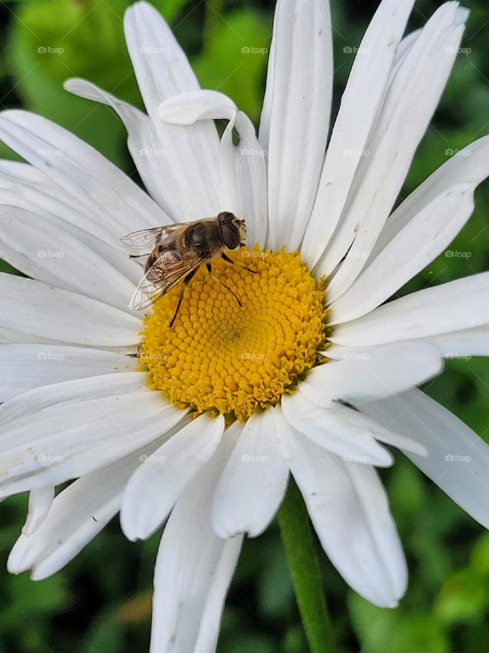 bee and flower