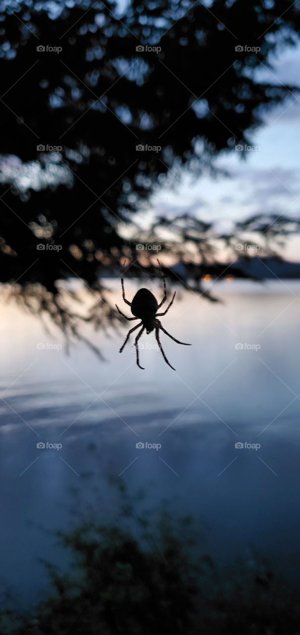 An unwelcomed arachnid on the back window of my cabin - Speculator New York