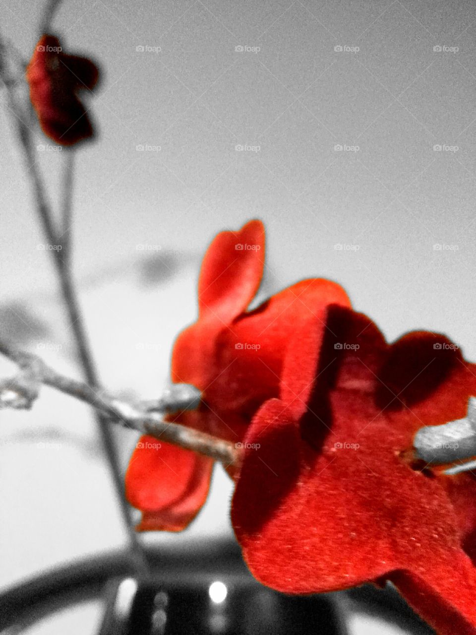 red flowers on gray background