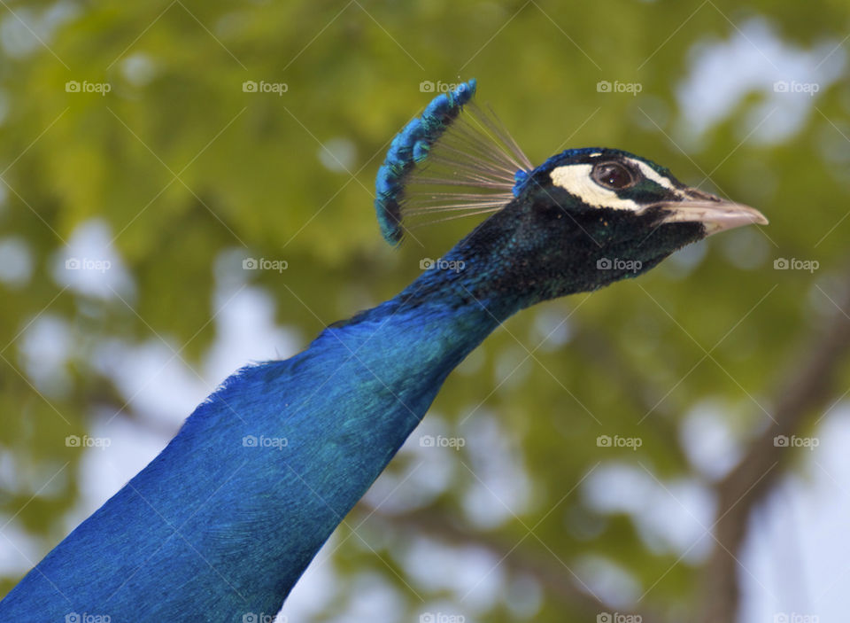 Peacock