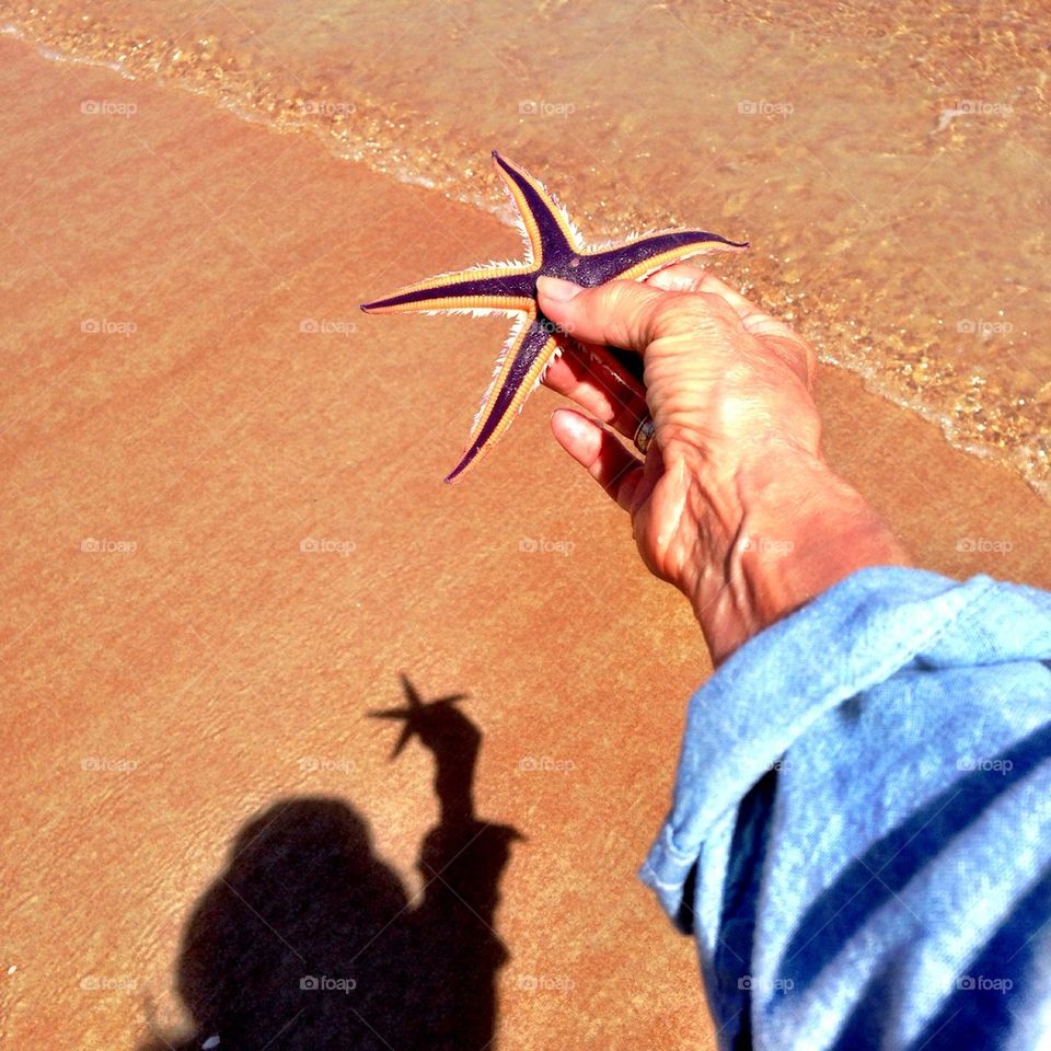 Purple starfish on a beautiful beach day. 