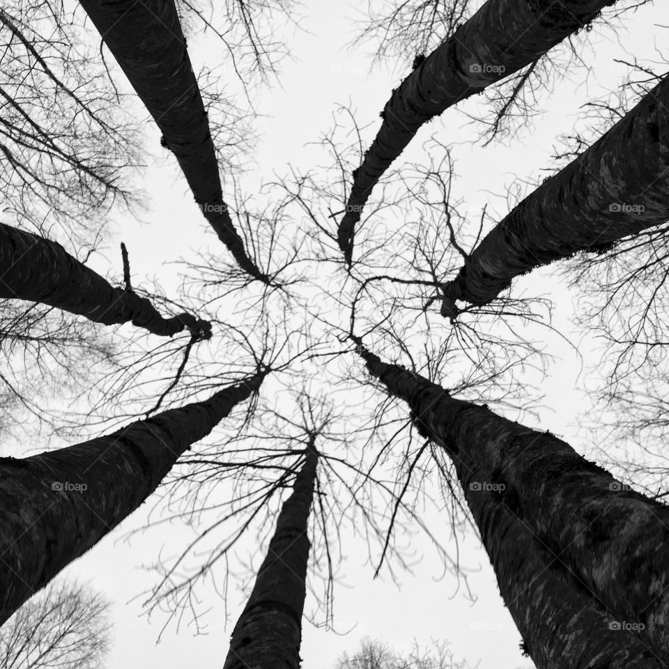 Trees. Why try so hard to fit in when you where born to stand out.