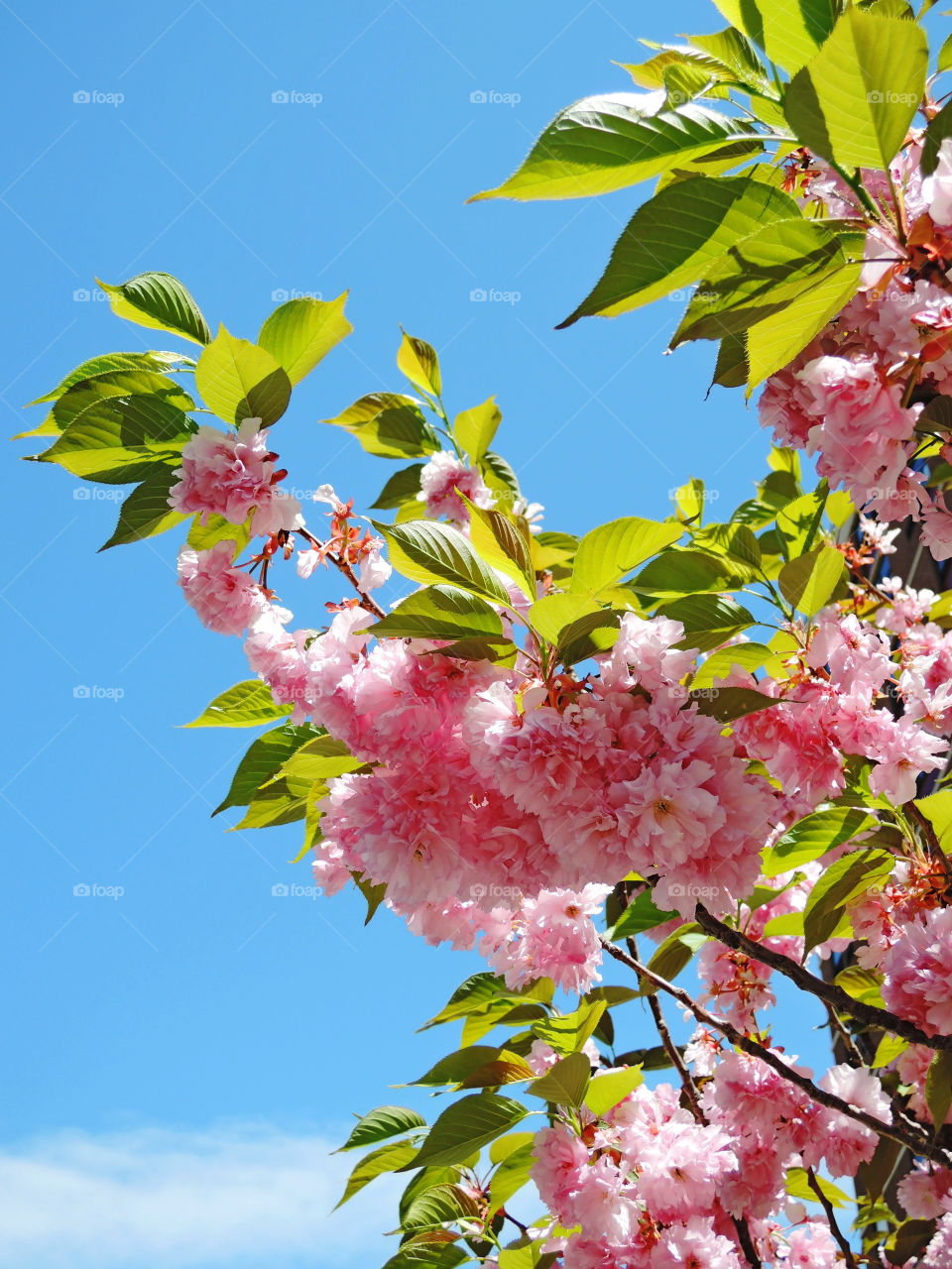 Sakura blossom