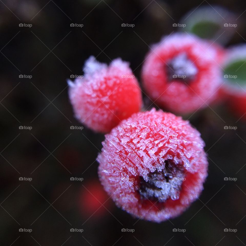 Heavy frost on red berries 