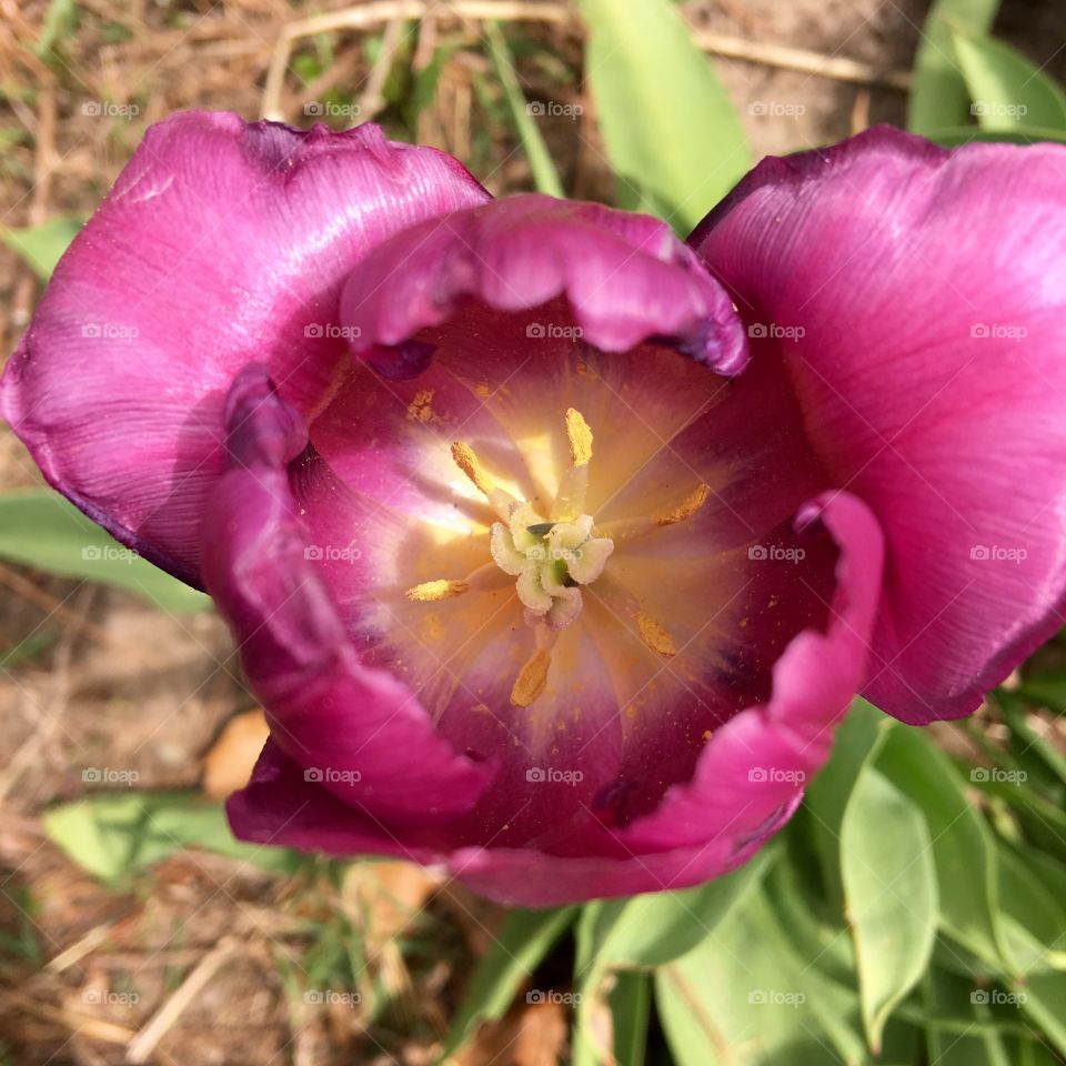 Close Up Of Violet Tulip Lit By Natural Light