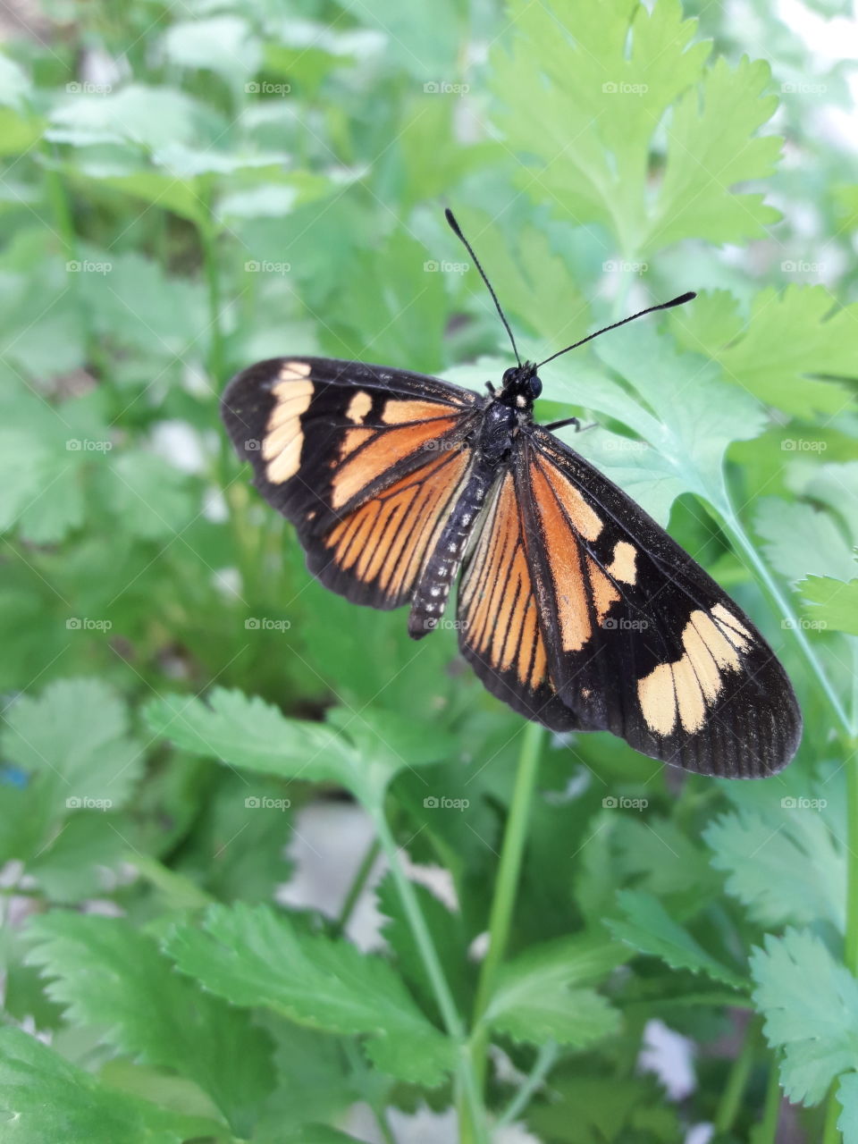 Butterfly ( Monarca)