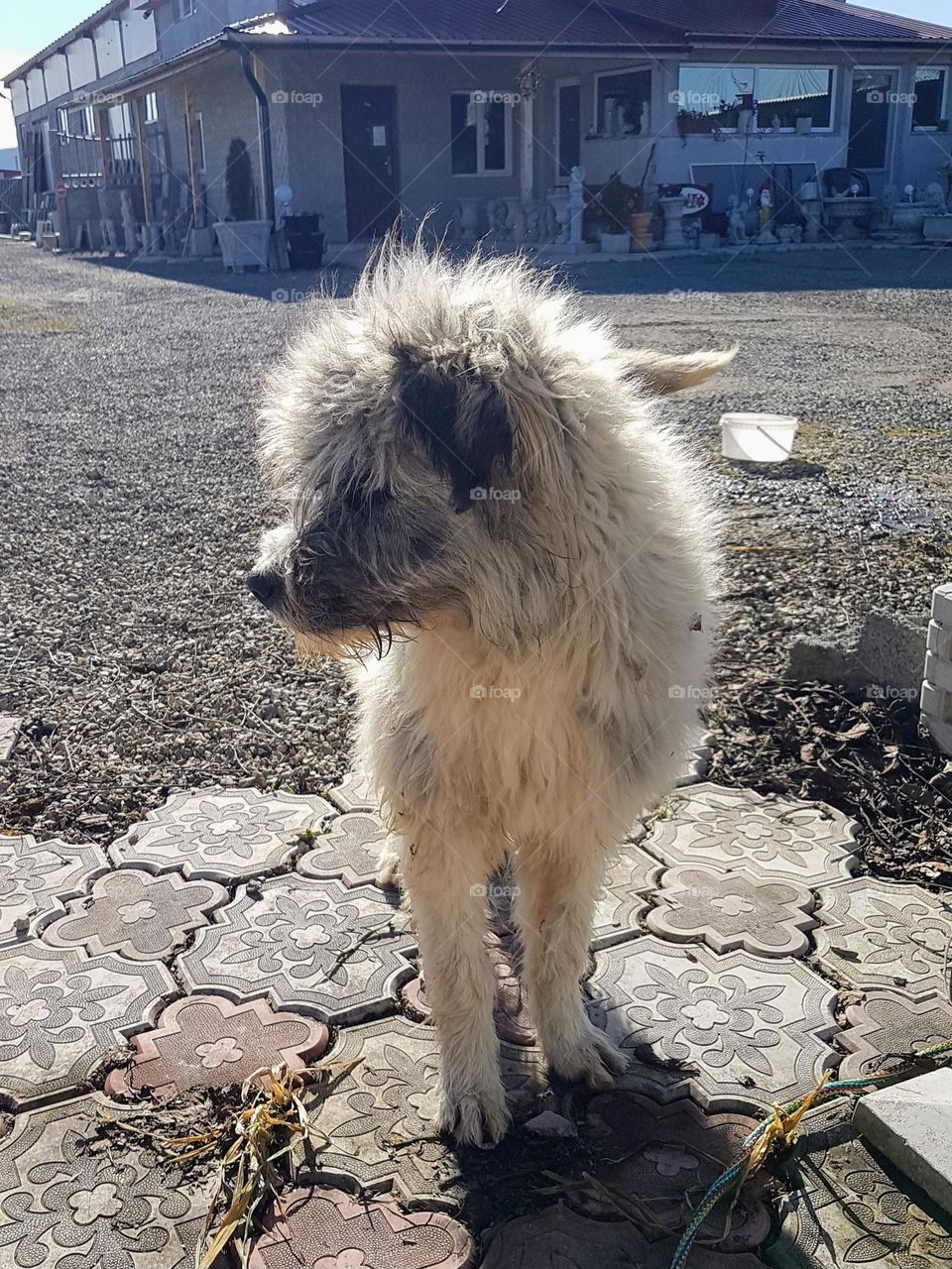 Diesel the sheepdog