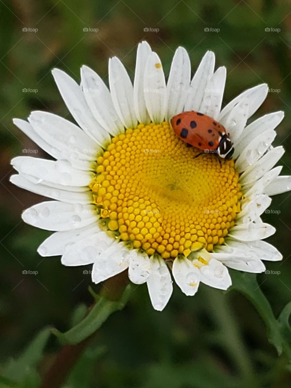 Japanese beetle resting on a few covered daisy