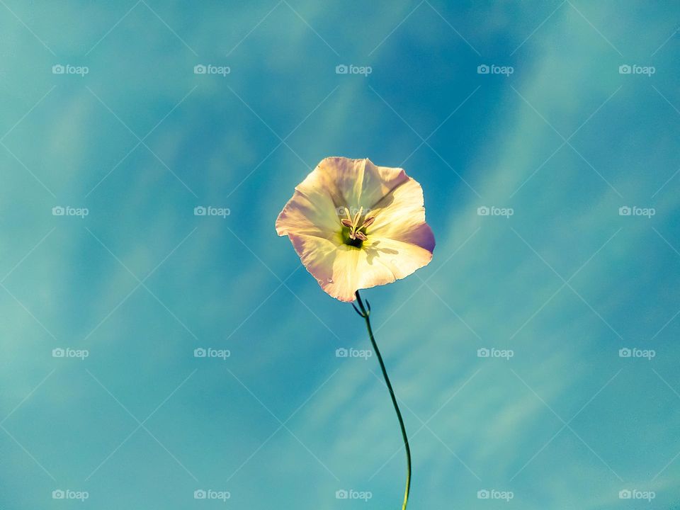A vertical shot of beautiful on bindweed flower against a haze background
