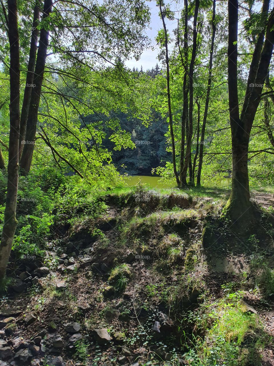 Summertime Forest in Hessen