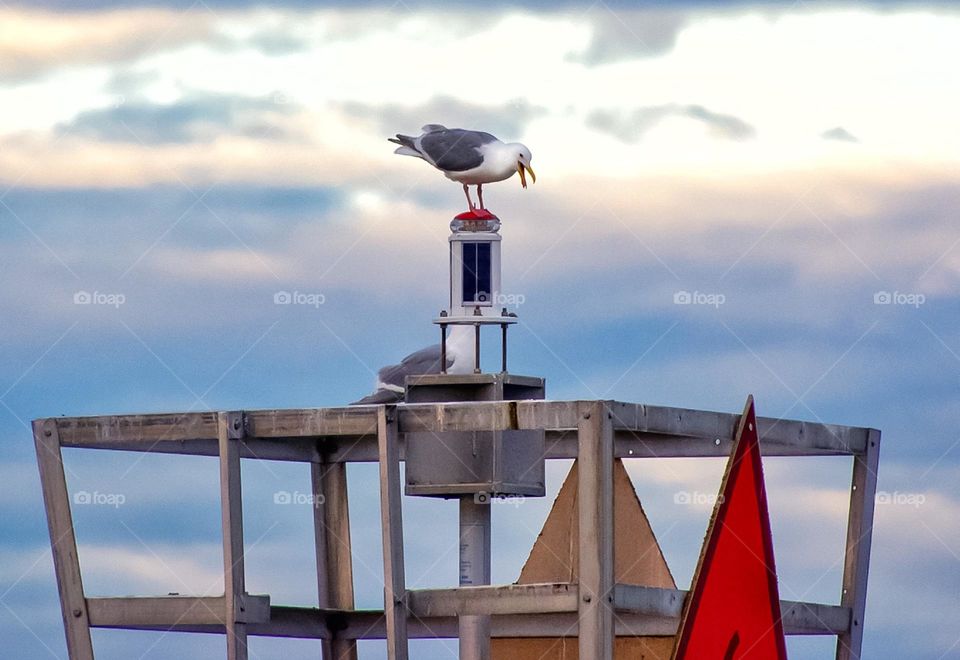 Gull on a channel marker