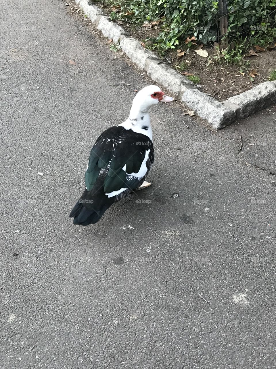 At Central Park New York 