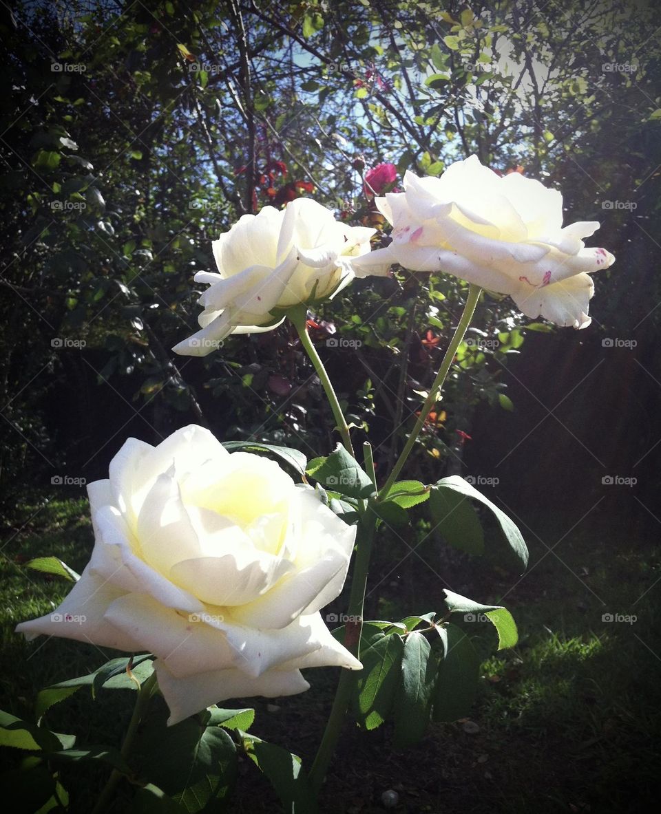 🌹 🇺🇸 Very beautiful flowers to brighten our day.  Live nature and its beauty. Did you like the delicate petals? / 🇧🇷 Flores muito bonitas para alegrar nosso dia. Viva a natureza e sua beleza. Gostaram das pétalas delicadas? 