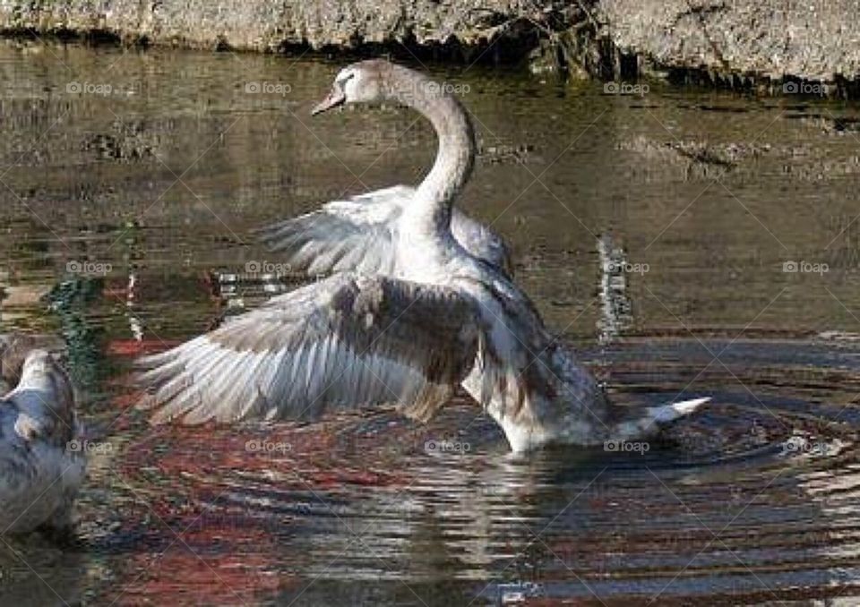 Young swan learning