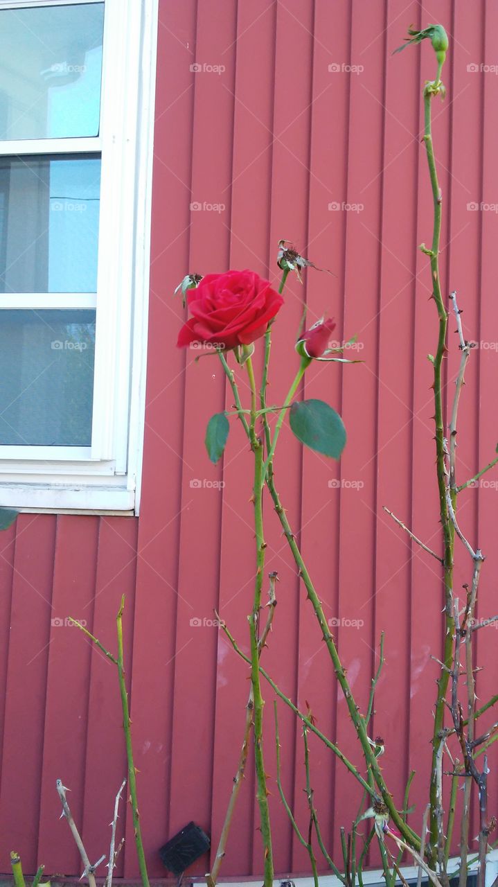 No Person, Flower, Nature, Wood, Flora