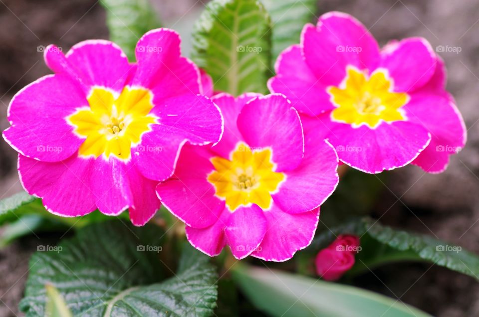 Close-up of bright pink flowers