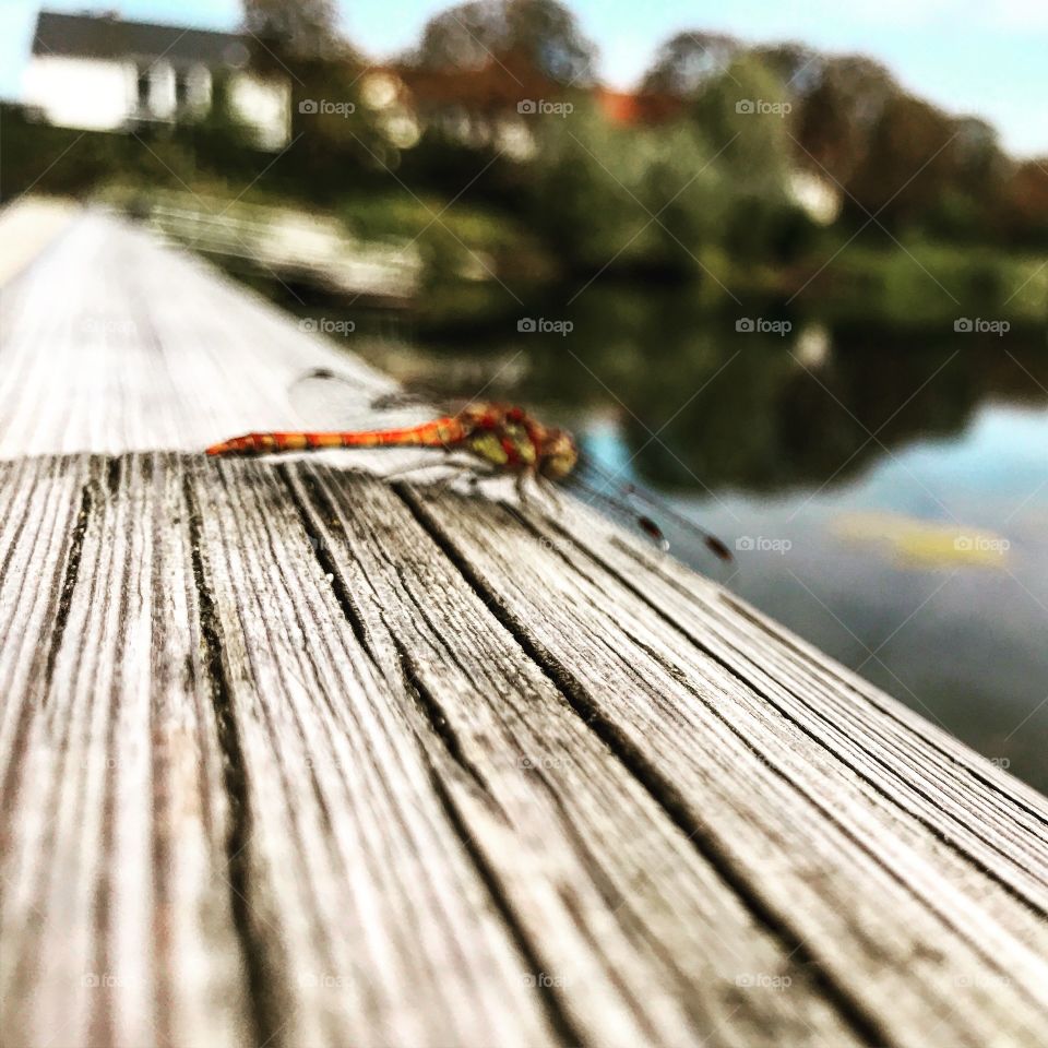 Perspective picture of a dragonfly on wood!! 