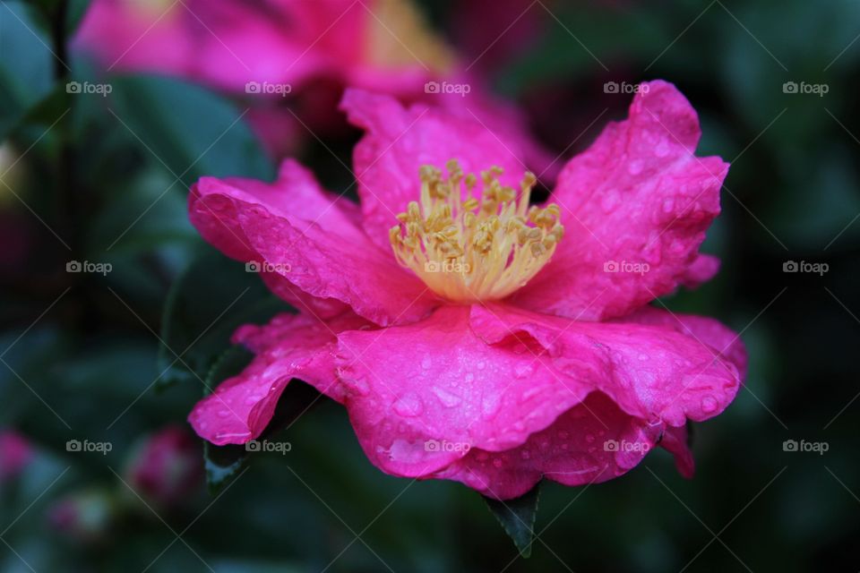 december flower capturing raindrops