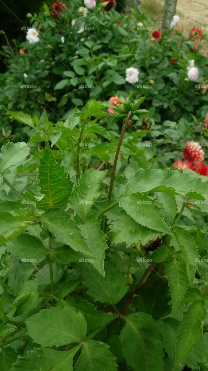 ГРУБИНИ, САД, ЖИТЛИ, ЛИСТИ.