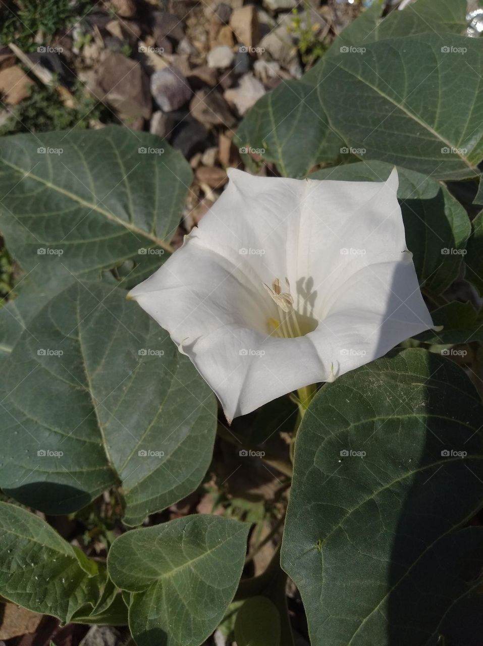 the datura flower seasonal fresh looks very beautiful generally found everywhere very poisonous species