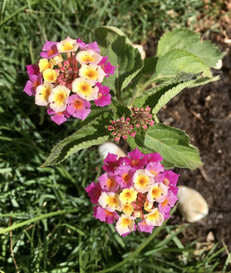 🌼 #Flores miúdas do nosso novo #jardim, para alegrar e embelezar nosso dia!
#Jardinagem é um ótimo #passatempo!
🌸 🌹
#FOTOGRAFIAéNOSSOhobby
#flor #flowers #flower #pétalas #garden #hobby #natureza #nature #flora #photography #fotografia 