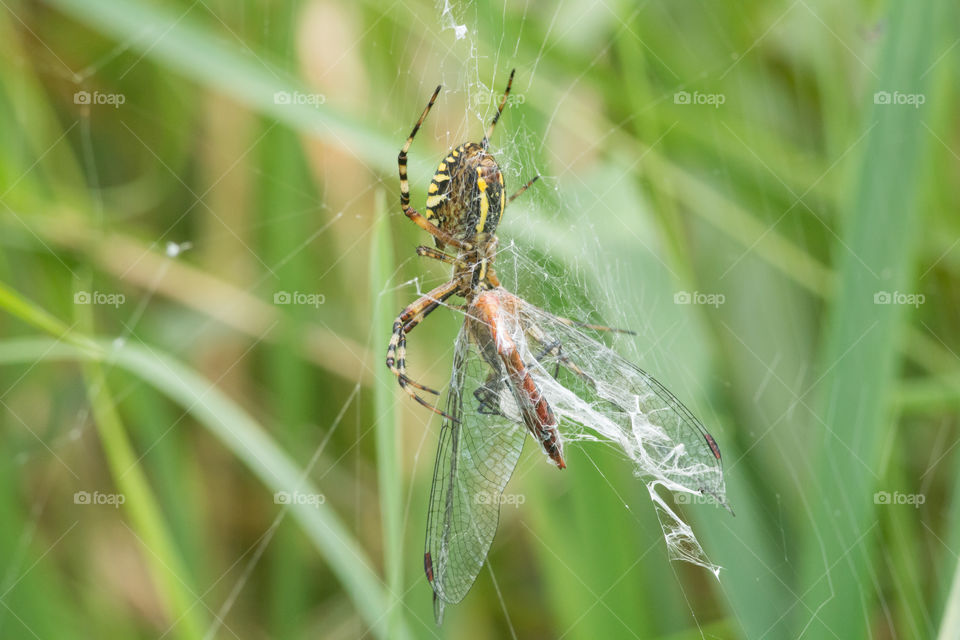 Female spider (Argiope bruennichi) eats hunted dragonfly.