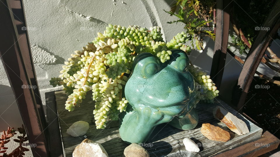 Happy frog pot
