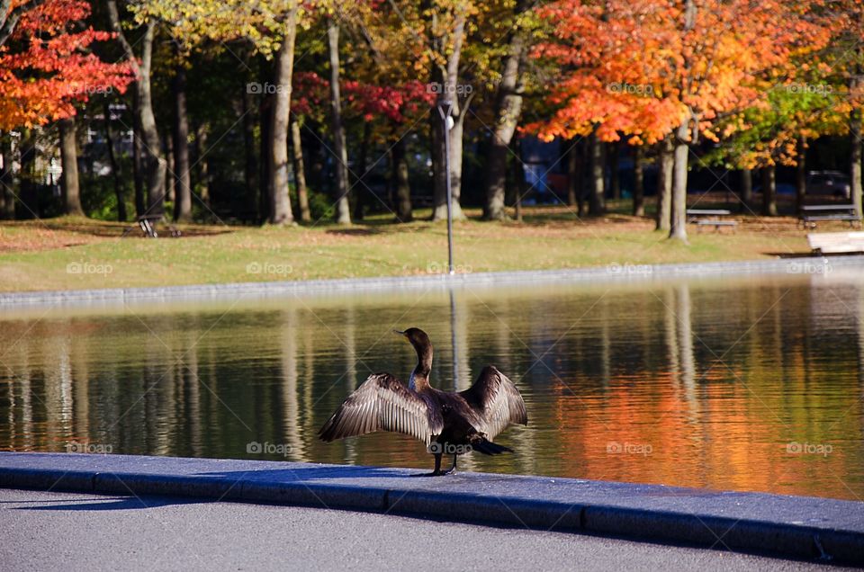 A bird with open wings standing next to the lake In fall