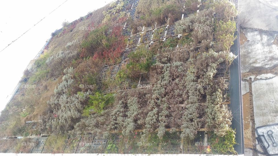 A wall of nature