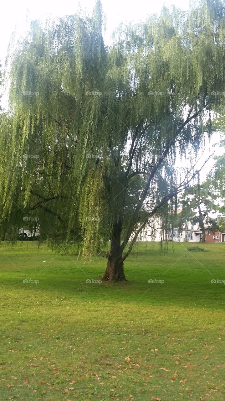 Weeping Willow