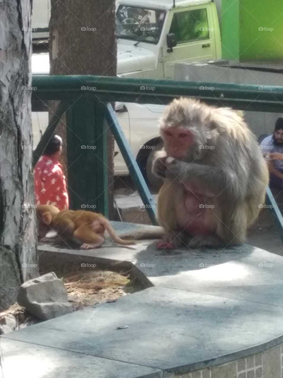 monkey family eating something and cute baby sitting near his mother jumping here and there