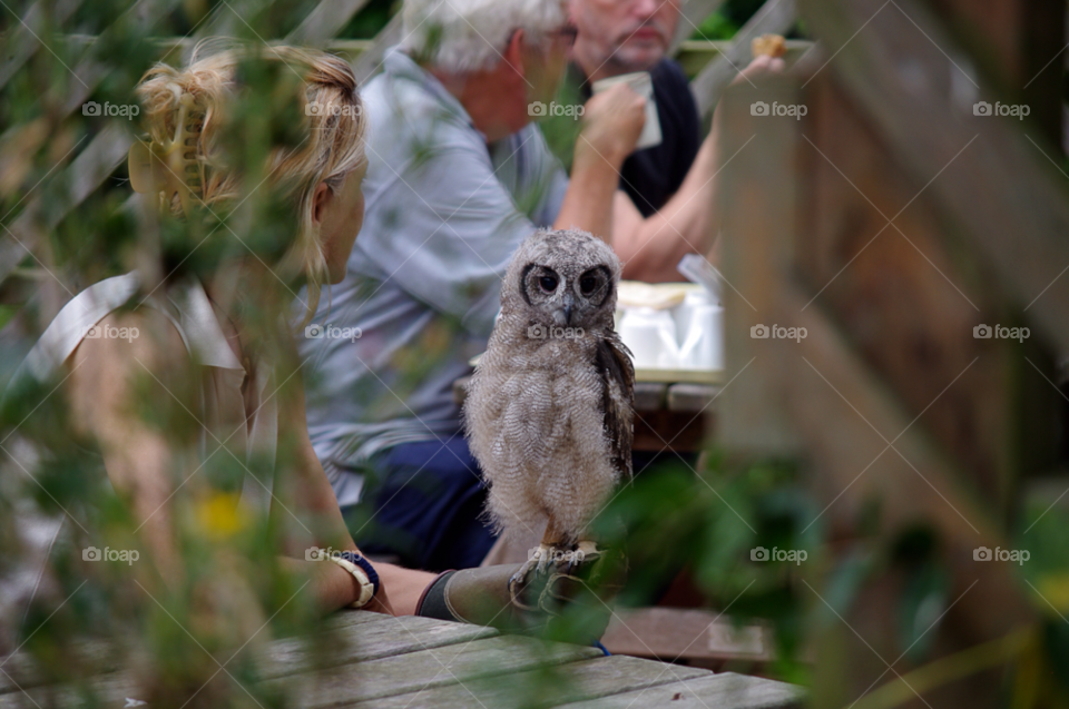 zoo owl by gaillewisbraznell